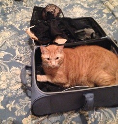 At least I remembered to pack undergarments, a shoe, and this cat.